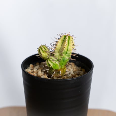 ユーフォルビア | STORES