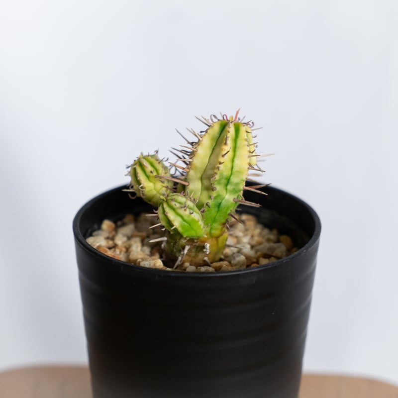 ユーフォルビア 紅彩閣錦 実生 エノプラ 斑入り Euphorbia enopla 塊根