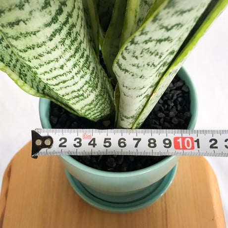 サンスベリア ローレンティー トラノオ 鉢セット Sansevieria trifasciata Laurentii  観葉植物 多肉植物 インテリアグリーン 静岡 ANTIDOTE 通販 S1299