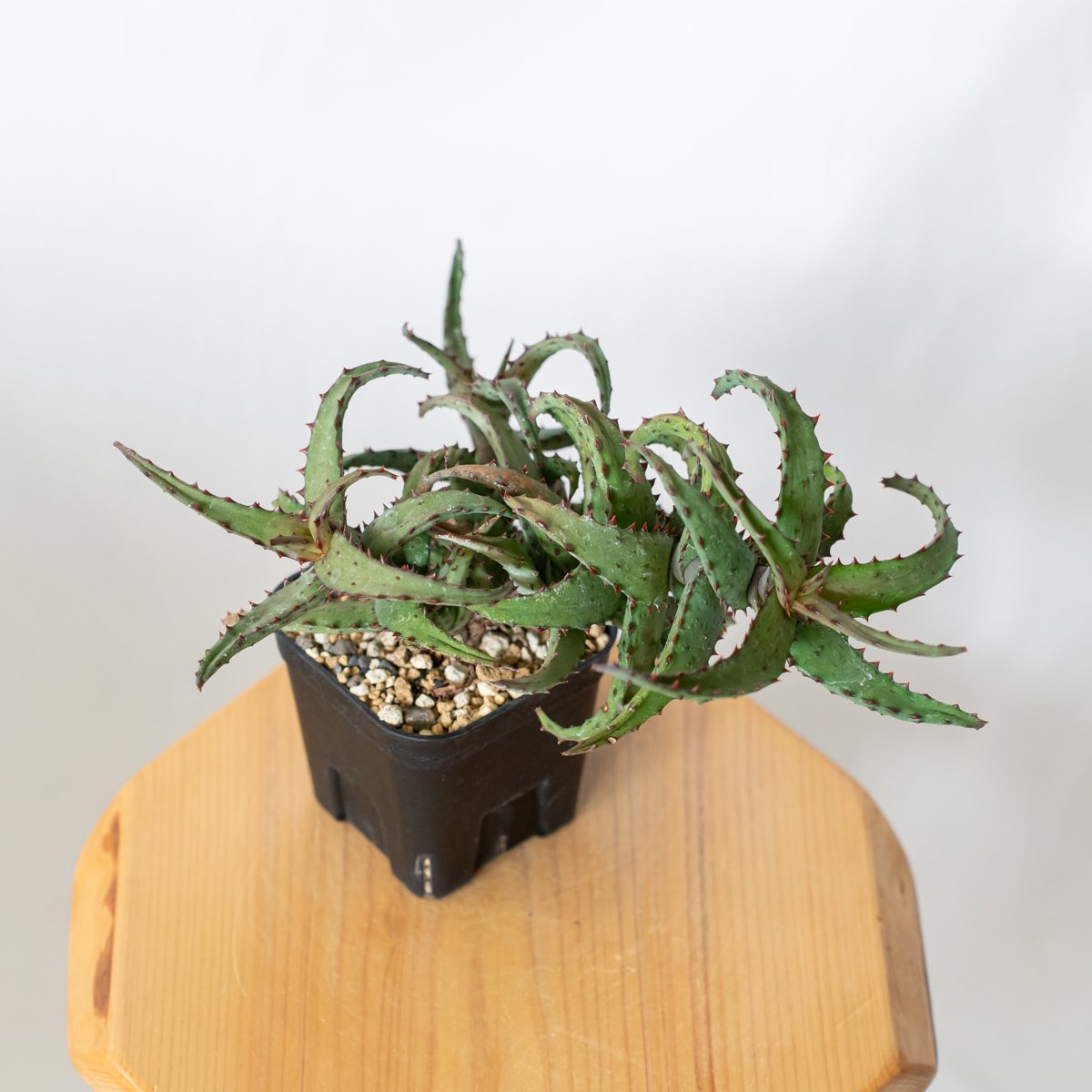 アロエ カスティロニアエ Aloe A.castilloniae 多肉植物 珍奇植物 静岡