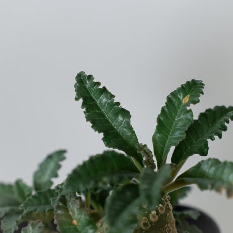 ドルステニア ラブラニー 実生 Dorstenia Dorstenia lavrani 塊根植物 コーデックス 多肉植物 珍奇植物 静岡 ANTIDOTE 通販 S1458