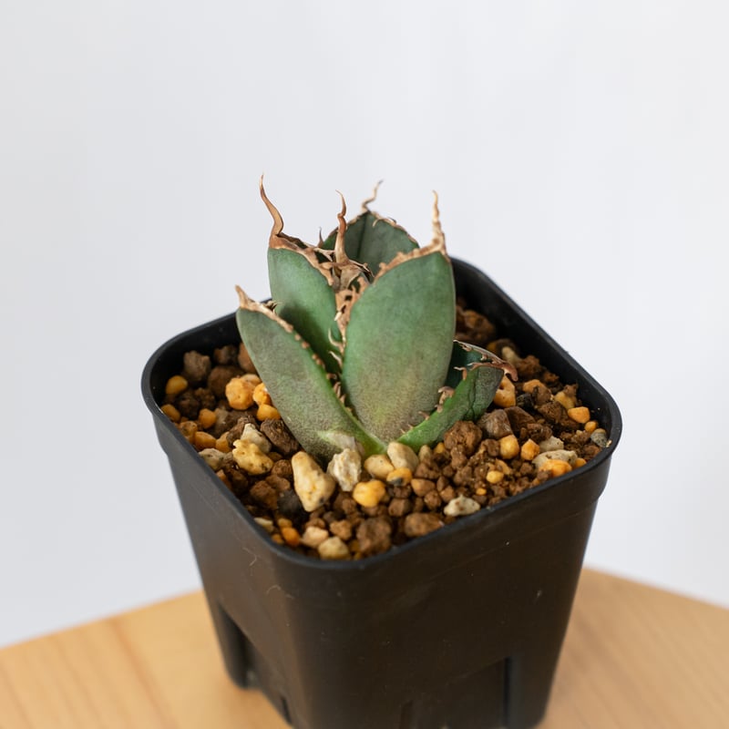 アガベ チタノタ 南アフリカダイヤモンド TC株 Agave titanota South A