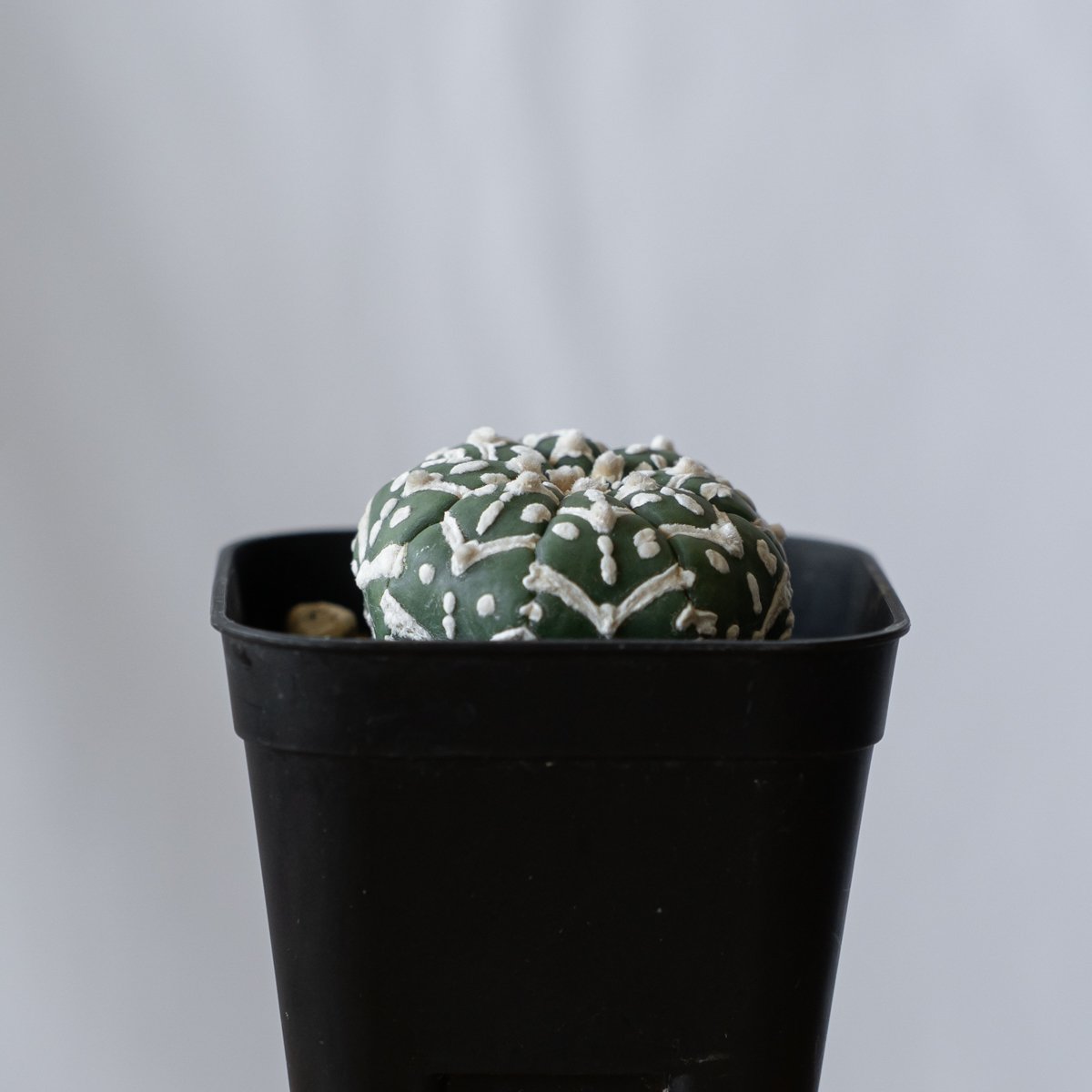 アストロフィツム スーパー兜 アロー Vタイプ 実生 美株 最終値下げ