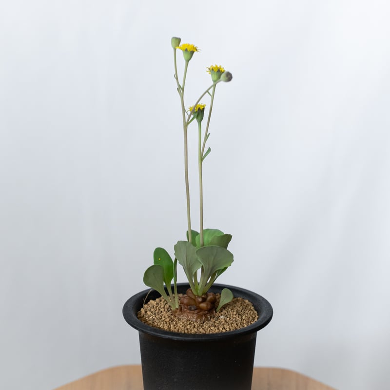 【稀少】8 オトンナ へレイ へレー TC株 塊根 コーデックス オトンナ ヘレー 実生 Othonna herrei 塊根植物 コーデックス 冬型