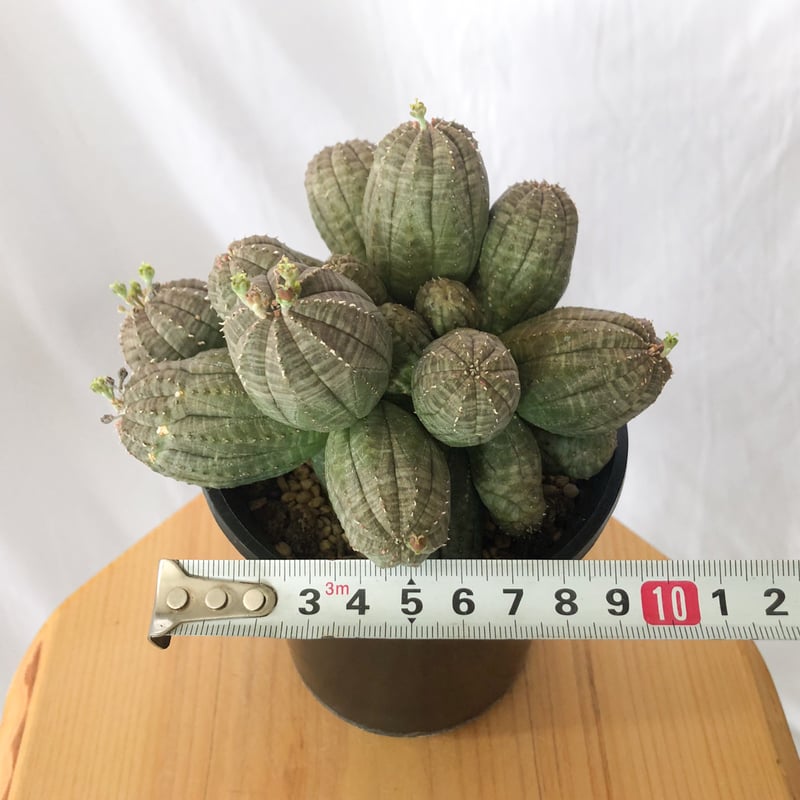 ユーフォルビア オベサ 群生株 実生 Euphorbia obesa 多肉植物