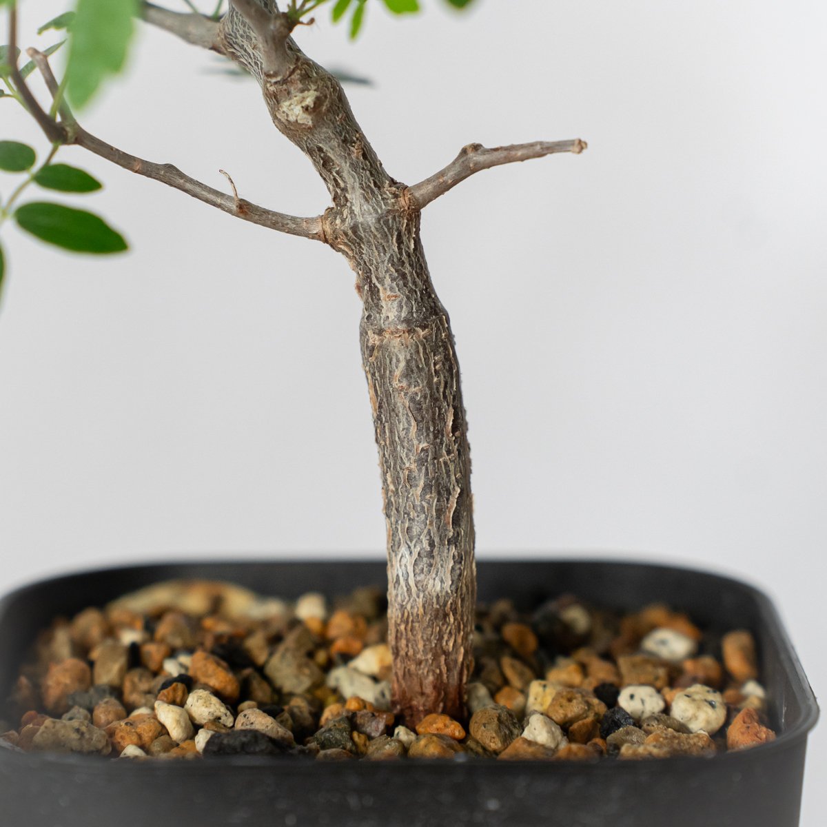 コミフォラ モンストローサ 実生 Commiphora monstruosa 灌木