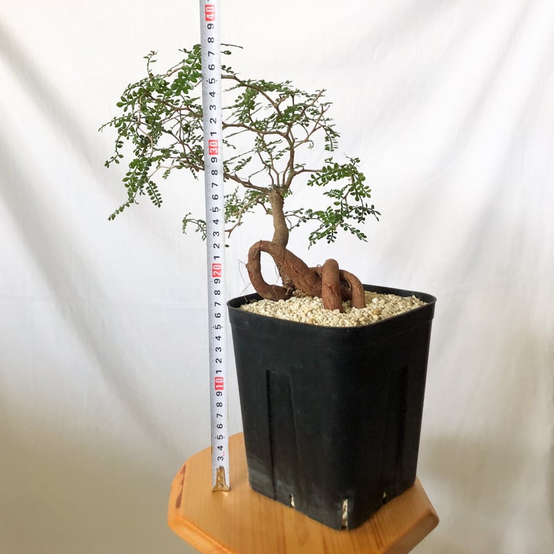 オペルクリカリア パキプス 実生 Operculicarya pachypus 塊根植物 多肉