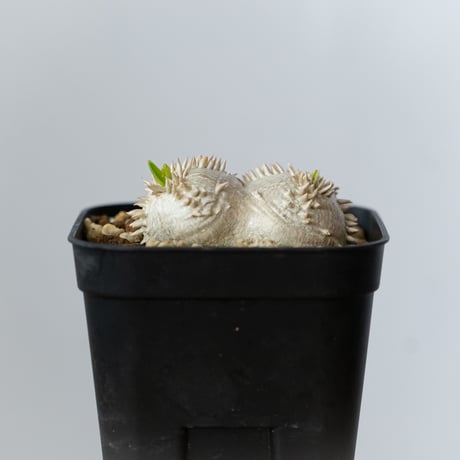 パキポディウム ブレビカウレ 恵比寿笑い 実生 Pachypodium brevicaule 塊根植物 コーデックス 多肉植物 珍奇植物 静岡 ANTIDOTE 通販 S1435