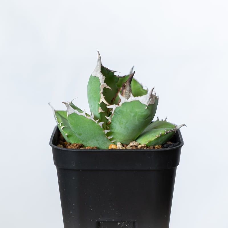 アガベ チタノタ 白犀牛 【発根管理中】シロサイ TC株 Agave titanota