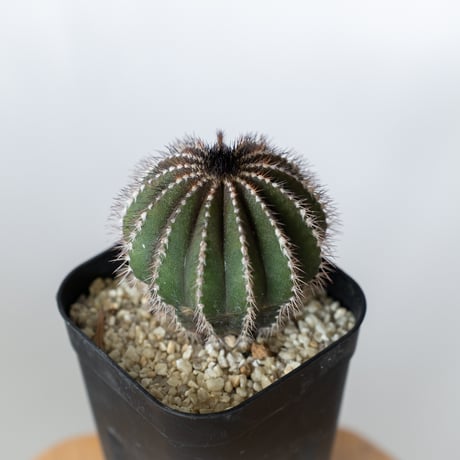 ユーベルマニア ペクチニフェラ 実生 Uebelmannia pectinifera サボテン 多肉植物 珍奇植物 静岡 ANTIDOTE 通販 S1379