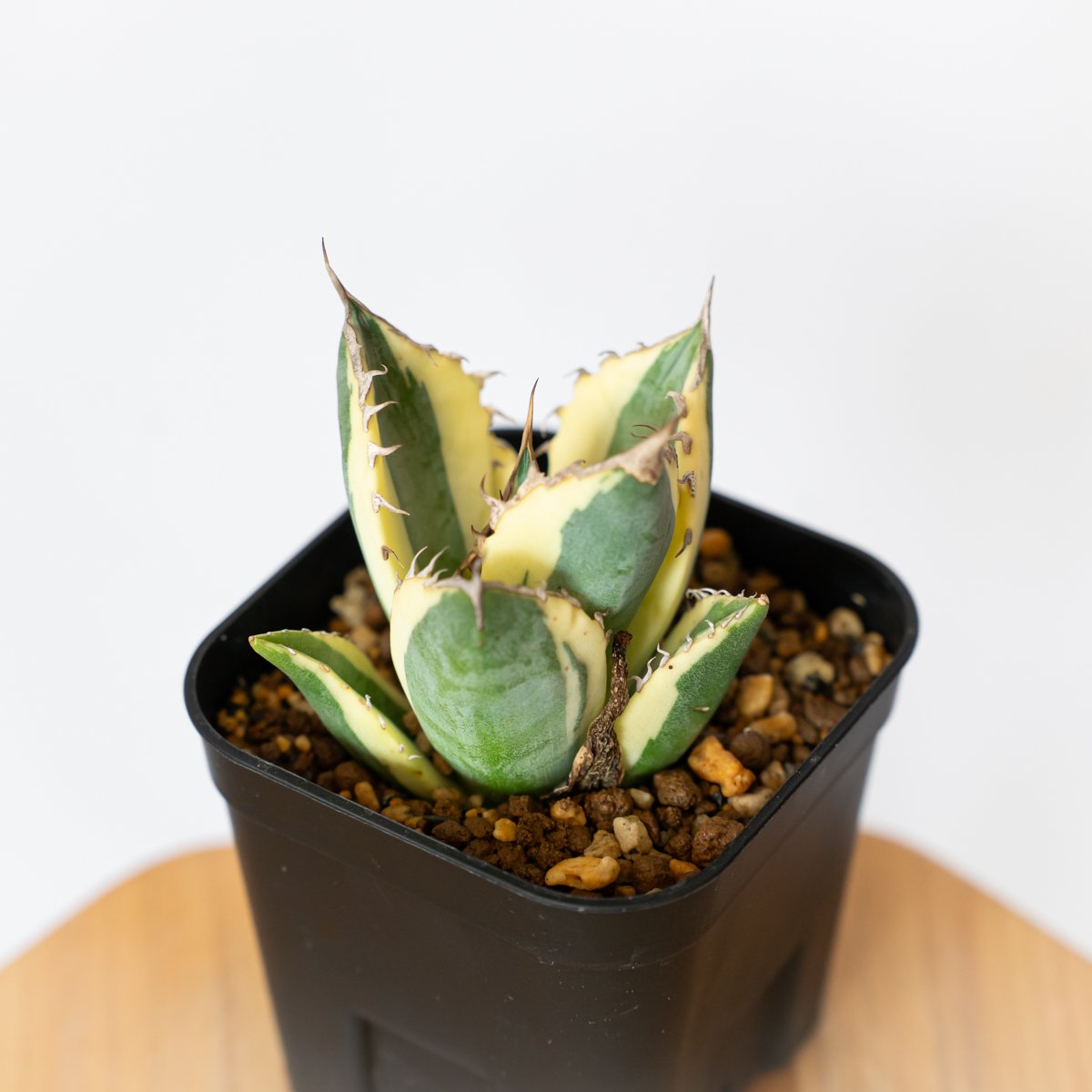 アガベ チタノタ スナグルトゥース OC株 美株 Agave titanota Snaggle