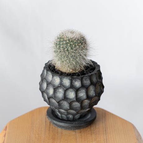 マミラリア 玉翁 鉢セット Mammillaria hahniana サボテン 多肉植物 観葉植物 静岡 ANTIDOTE 通販 S1338