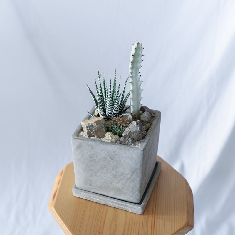 十二の巻＆ホワイトゴースト＆ハビエンシス 多肉植物 寄せ植え