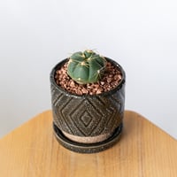 ギムノカリキウム 海王丸 鉢セット Gymnocalycium paraguayense サボテン 多肉植物 観葉植物 静岡 ANTIDOTE 通販 S1343