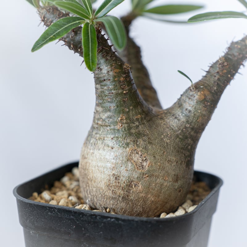 パキポディウム グラキリス pachypodhium Gracilius 塊根植物