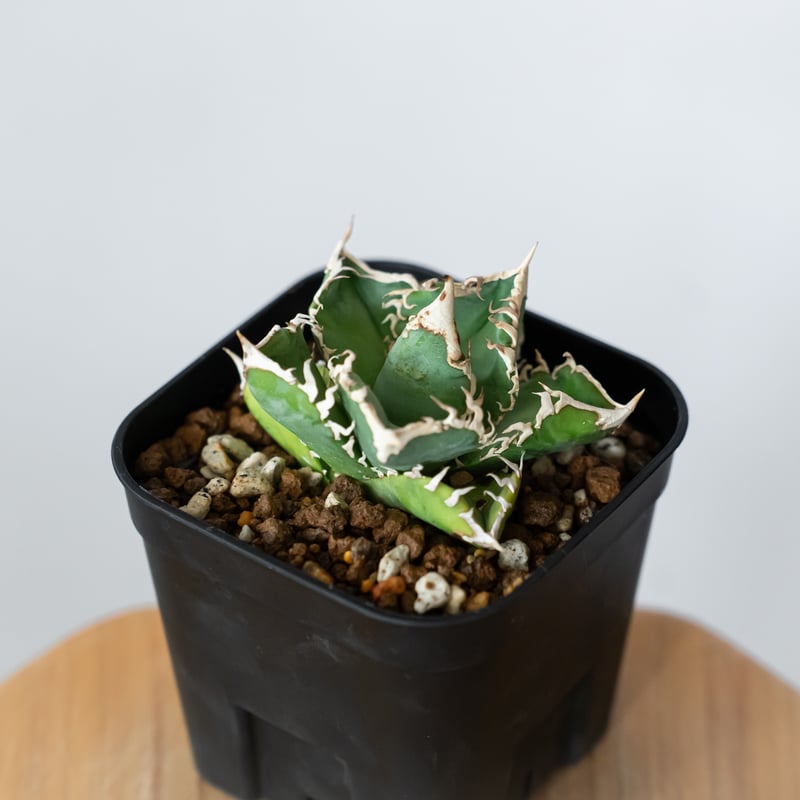 アガベ チタノタ 白幽霊【発根管理中】TC株 agave titanota white gho