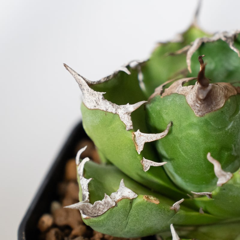 アガベ チタノタ 魔丸 美株 OC株 agave titanota imps 多肉植物 珍奇植
