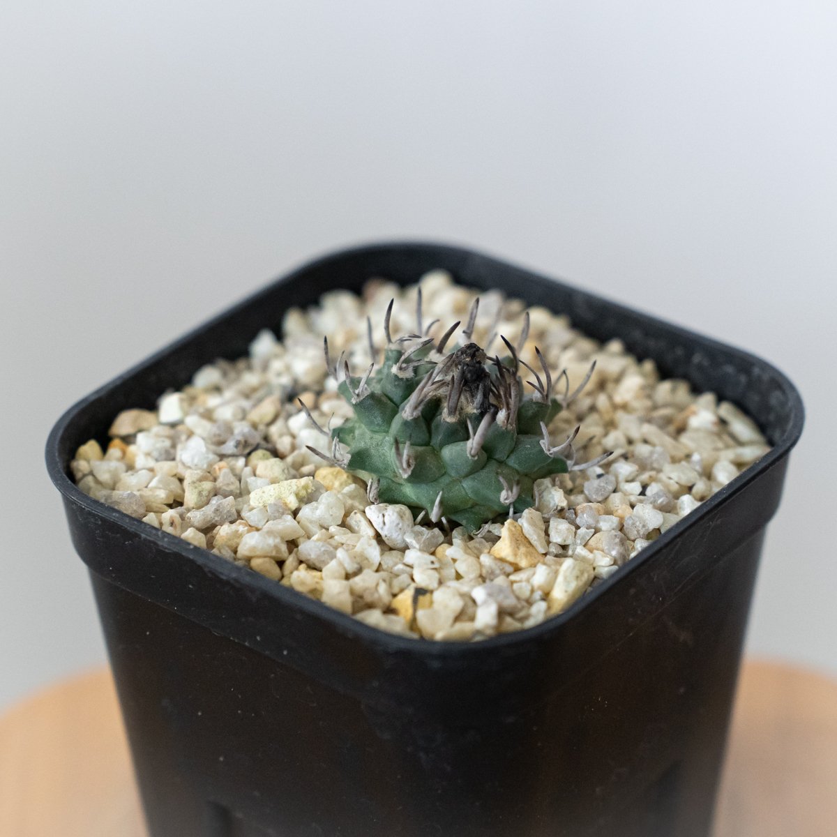 ツルビニカルプス 昇竜丸 実生 Turbinicarpus Schmiedickeanus サ