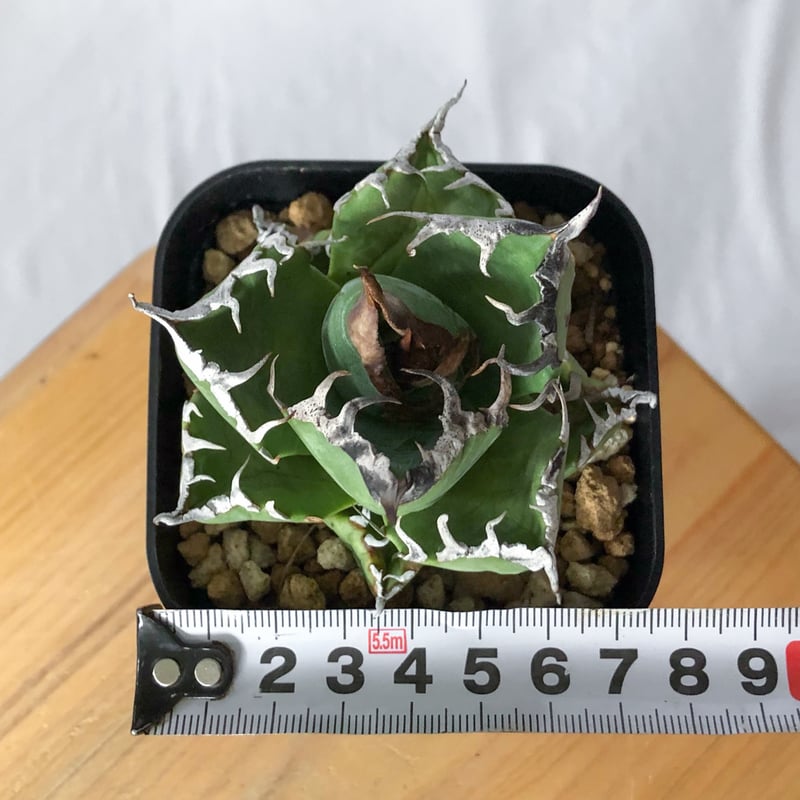 アガベ チタノタ 魔丸 OC株【発根管理中】agave titanota imps 多肉