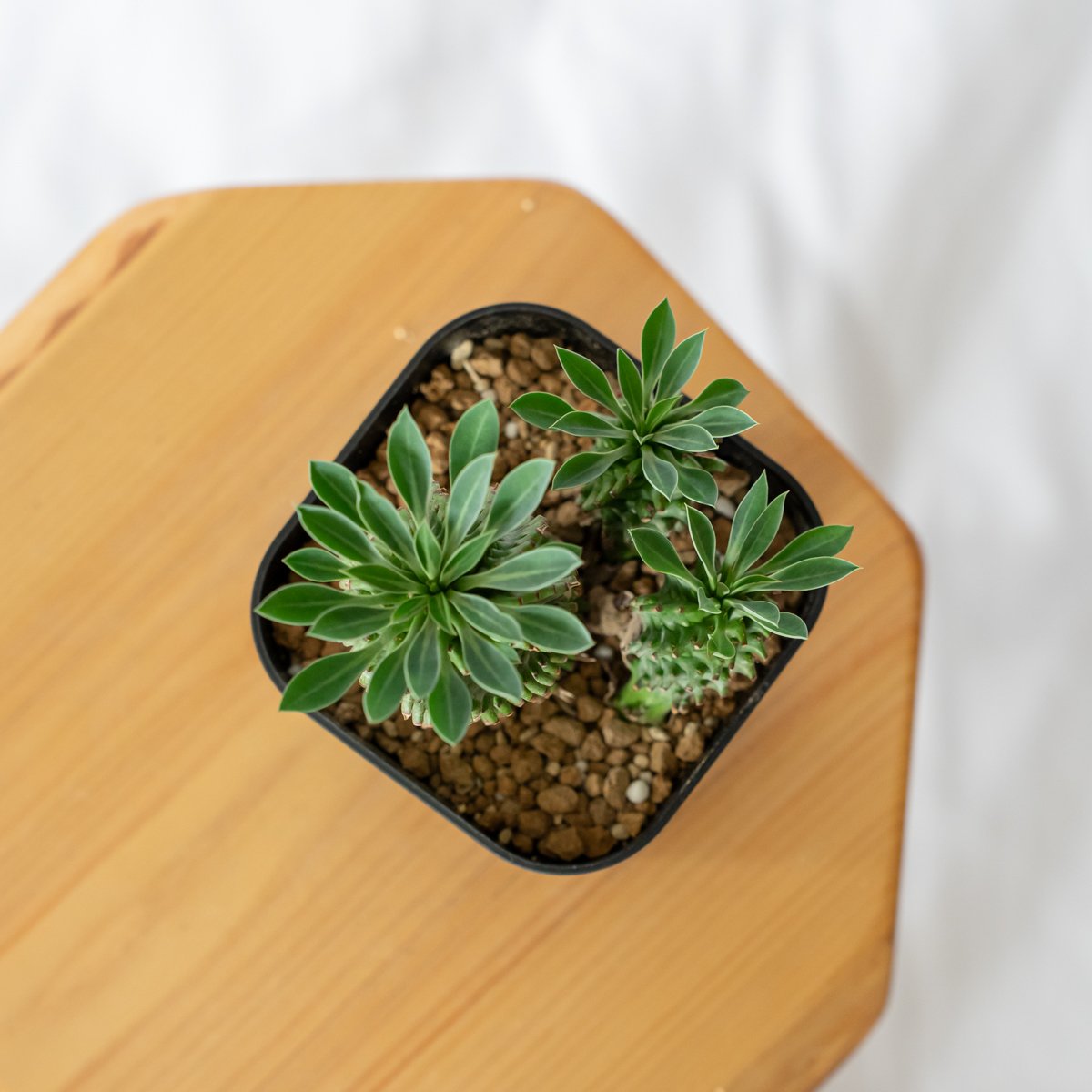 ユーフォルビア アズミノテッコウマル 安曇野鉄甲 実生 Euphorbia