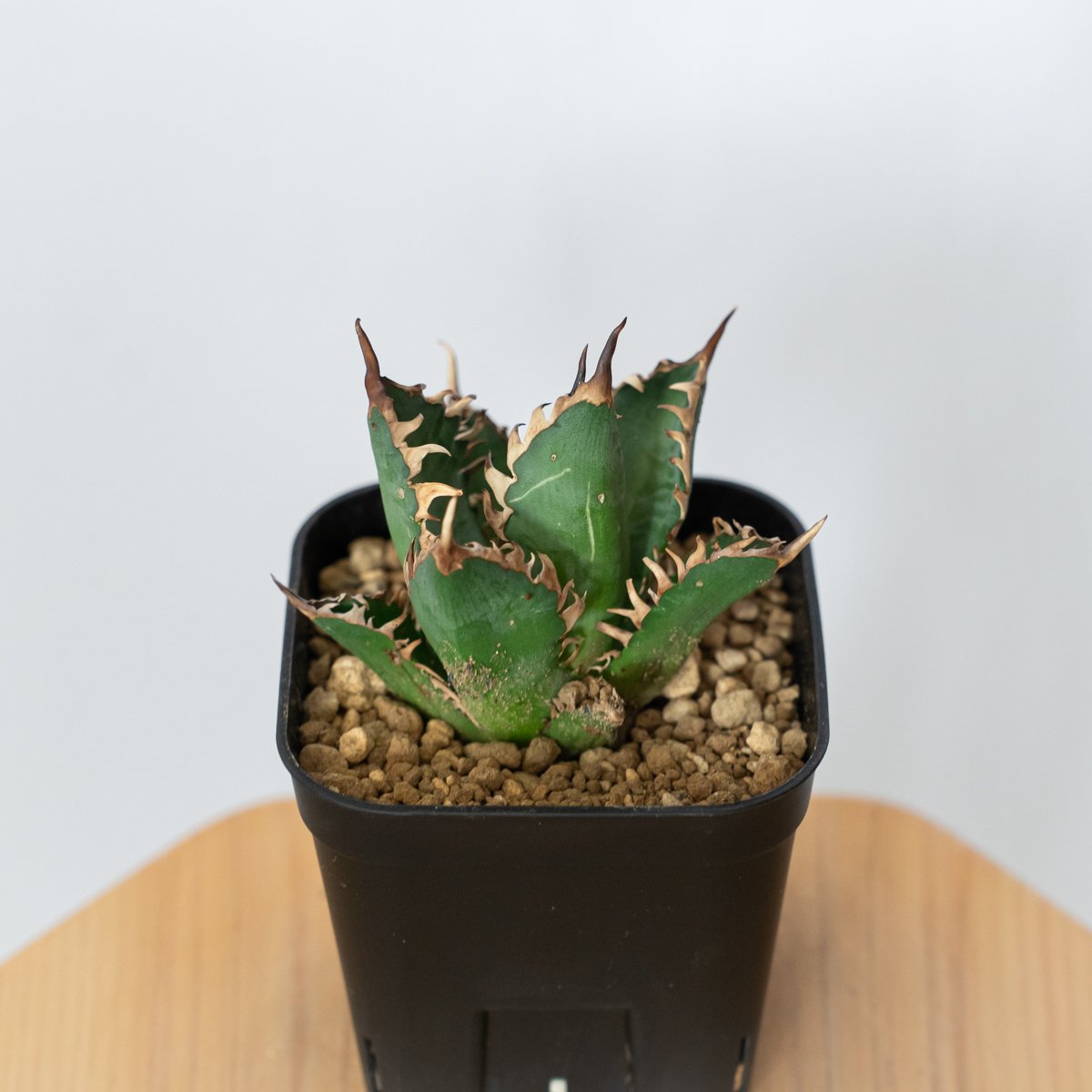 アガベ チタノタ 赤猫 OC株 美株 【発根管理中】Agave titanota Red Ca