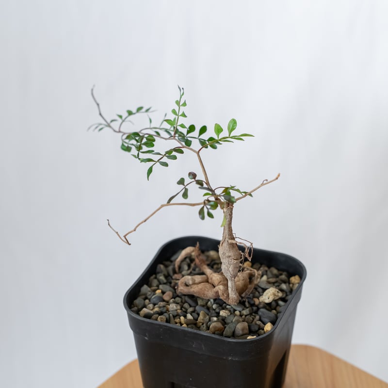 塊根植物 パキプス 塊根植物の王様」と称される人気種「オペルクリカリア・パキプス