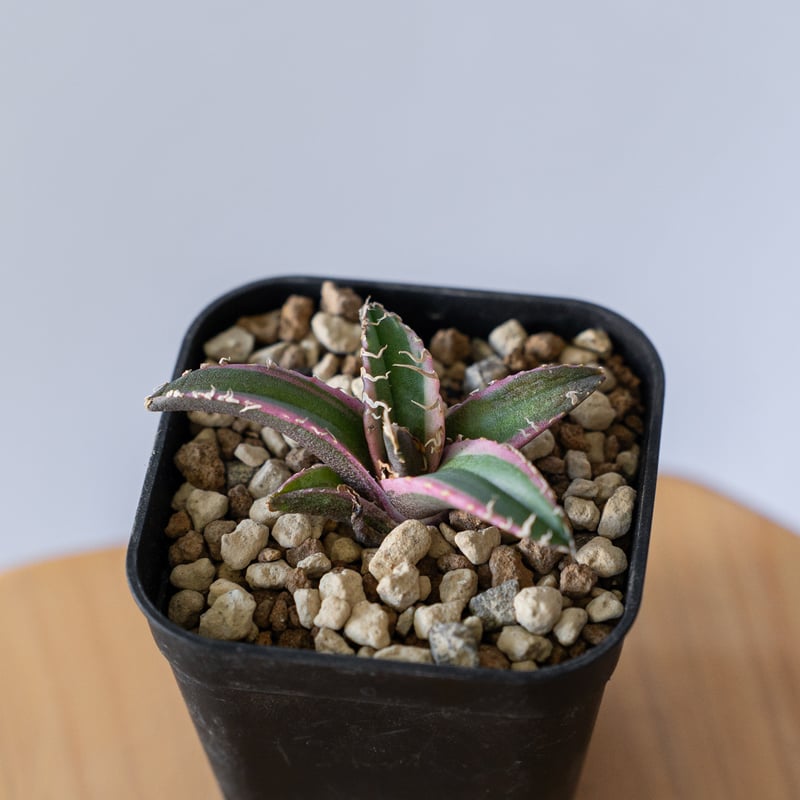 【上澳園芸】アガベ チタノタ シーザー錦 白覆輪斑 綺麗株 上澳園芸】アガベ チタノタ シーザー錦 白覆輪斑 綺麗株 HOT，定番人気