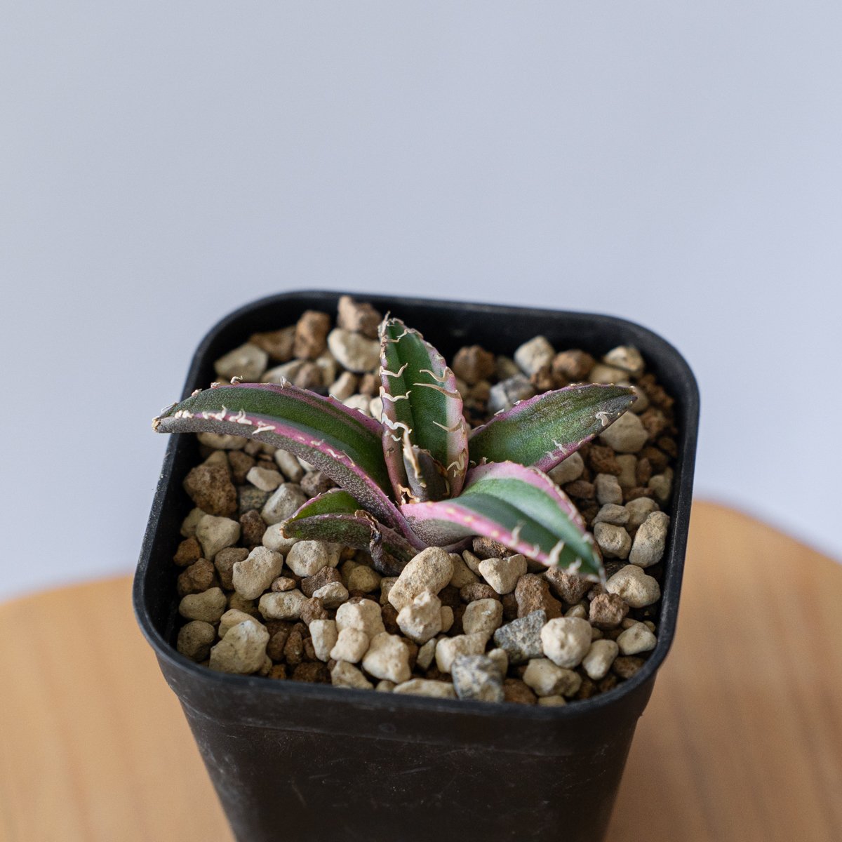 アガベ チタノタ シーザー 白覆輪【発根管理中】 TC Agave titanota