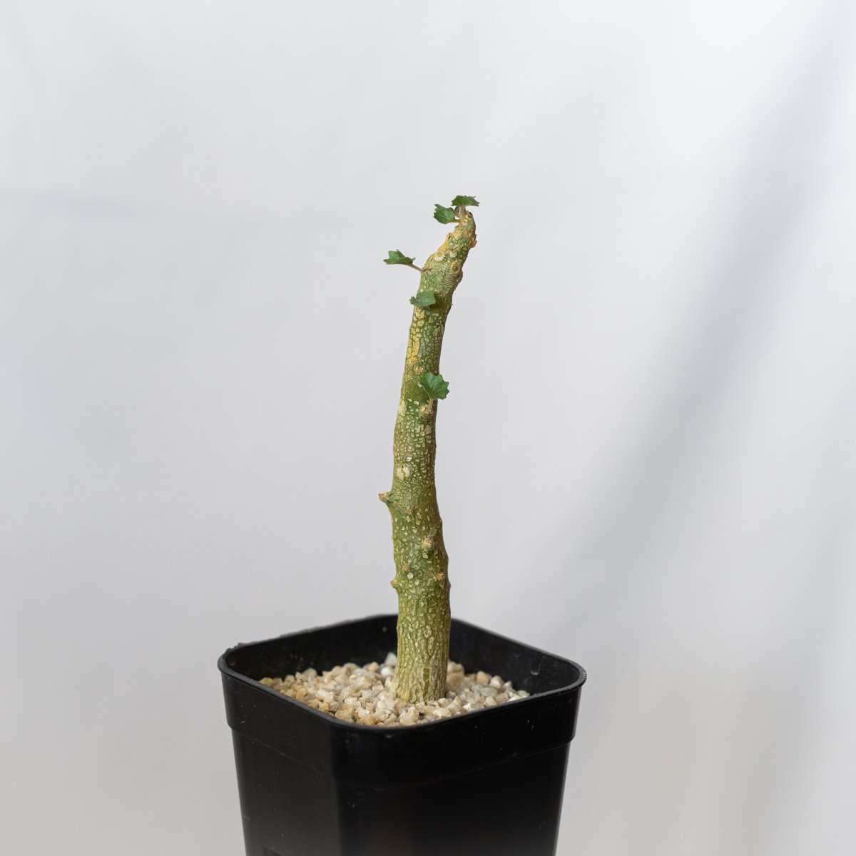 ドルステニア ジプソフィラ 実生 Dorstenia gypsophila 塊根植物 多肉