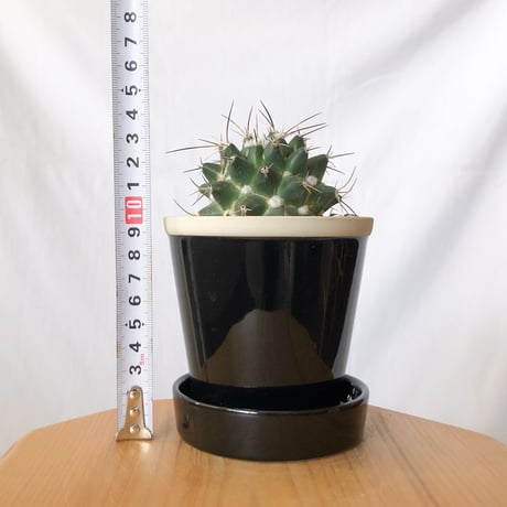マミラリア マグニママ 鉢セット Mammillaria magnimamma サボテン 多肉植物 珍奇植物 静岡 ANTIDOTE 通販 S1404