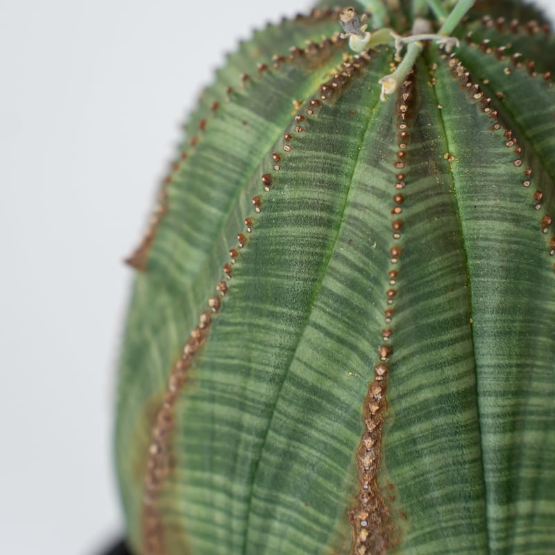ユーフォルビア オベサ 大株 美株 実生 オールドオベサ Euphorbia