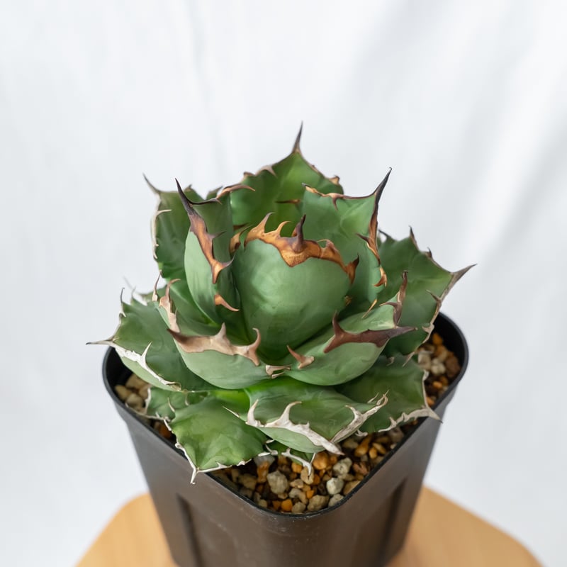 アガベ チタノタ 姫厳竜 美株 OC株【発根管理中】Agave titanota 多肉
