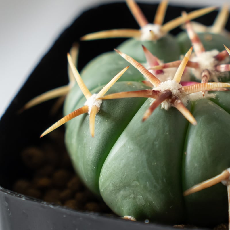エキノカクタス 太平丸 実生 美株 Echinocactus horizonthalonius