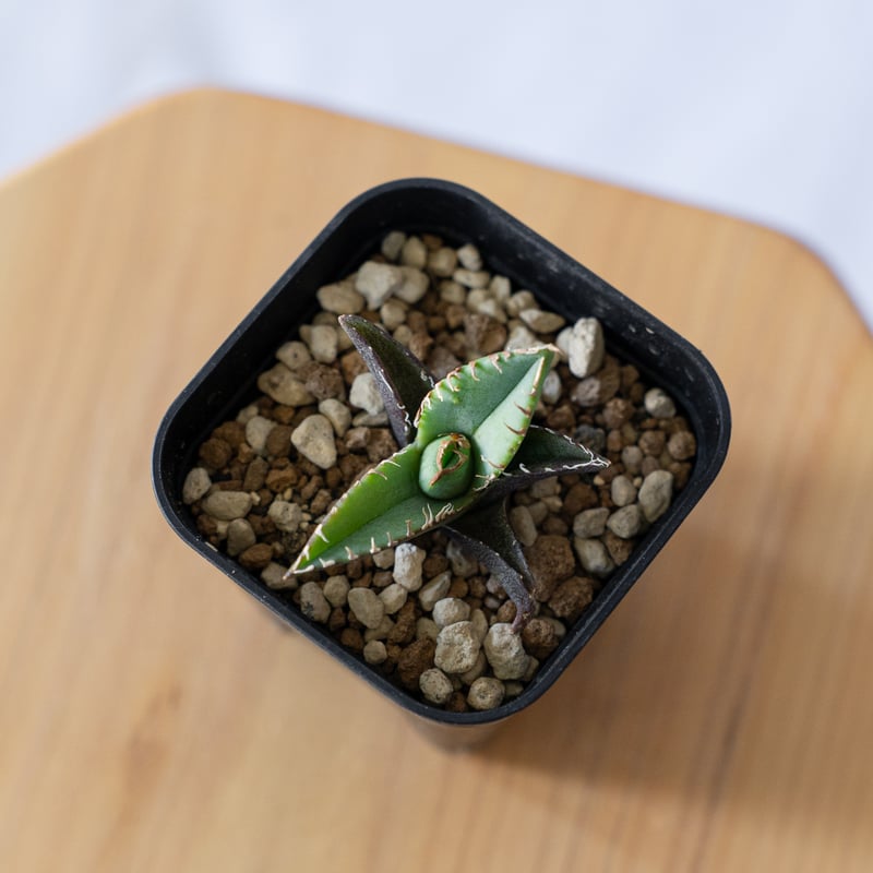アガベ チタノタ 清櫻【発根管理中】 TC Agave titanota Seiou