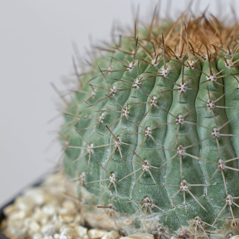 コピアポア コルムナアルバ 孤竜丸 台付 美株 Copiapoa cinerea var. c