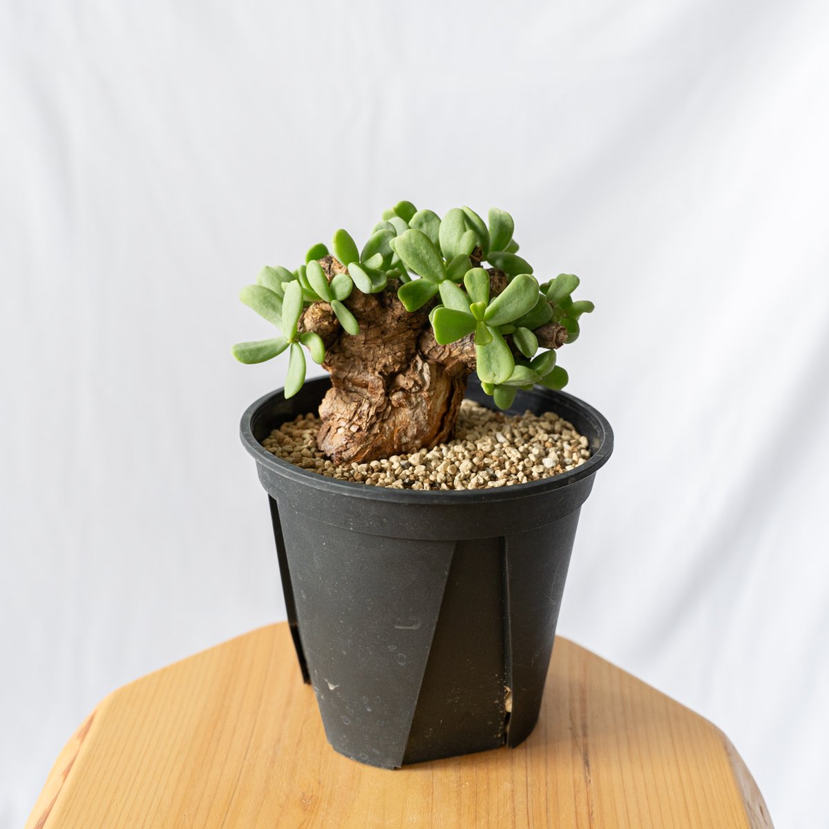 ケラリア　ピグマエア　現地球　多肉植物　塊根植物　観葉植物　珍奇植物 ケラリア ピグマエア Ceraria pygmaea 多肉植物 珍奇植物 静岡 ANTIDOT