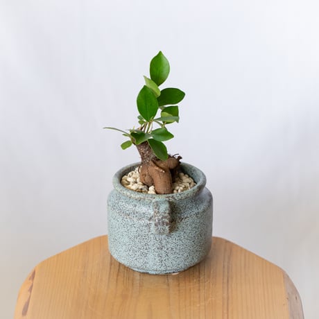 ガジュマル 鉢セット Ficus microcarpa キジムナー 新居祝い 多肉植物 観葉植物 インテリアグリーン 静岡 ANTIDOTE 通販 S1400