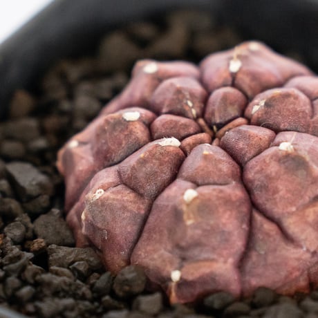 ギムノカリキウム デイドリーム 実生 Gymnocalycium Daydream サボテン 多肉植物 珍奇植物 静岡 ANTIDOTE 通販 S1147