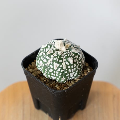 アストロフィツム スーパー兜 Vタイプ アロータイプ 実生 Astrophytum asterias Super Kabuto V サボテン 多肉植物 静岡 ANTIDOTE 通販 S1474