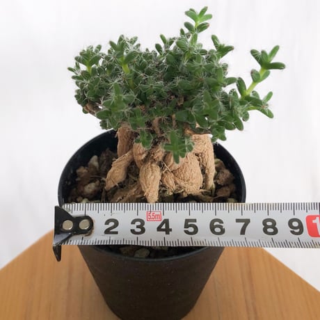 トリコディアデマ ブルボスム 姫紅子松 実生 Trichodiadema bulbosum 盆栽 塊根植物 コーデックス 多肉植物 珍奇植物 静岡 ANTIDOTE 通販 S1277