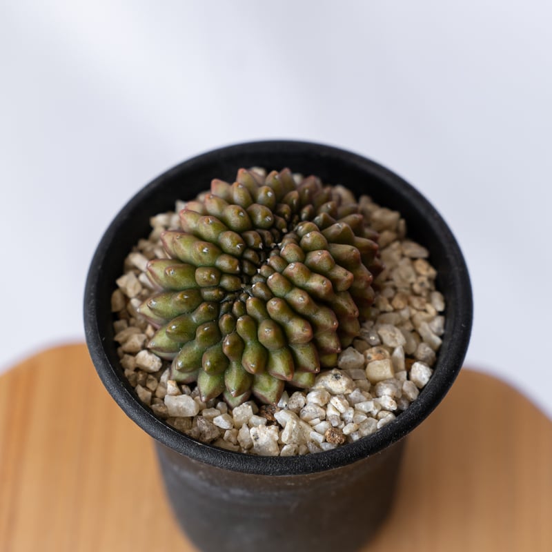 ギムノカリキウム　牡丹玉メンドーサエンセ ギムノカリキウム 刺無牡丹玉 Gymnocalycium mihanovichii サボテン