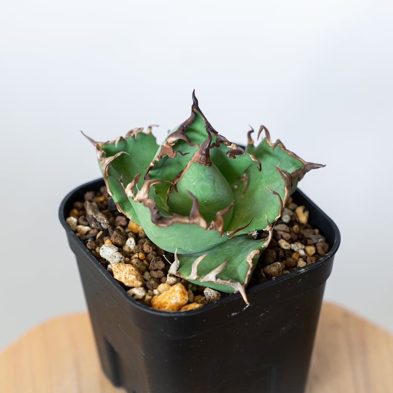 アガベ チタノタ シーザー 美株 OC株 Agave titanota Caesar 多肉植物