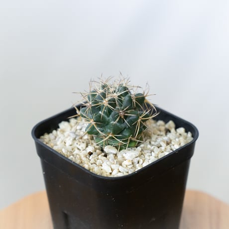 饅頭 グラキリス 現地球 まん丸 美株 特選 オレンジ肌 緑肌 良型