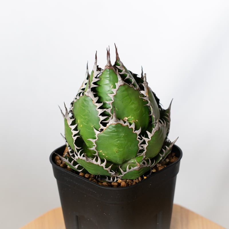 アガベ　ホリダ　美株 アガベ ホリダ 美株 OC株 Agave horrida 多肉植物 珍奇植物 静岡 ANTID