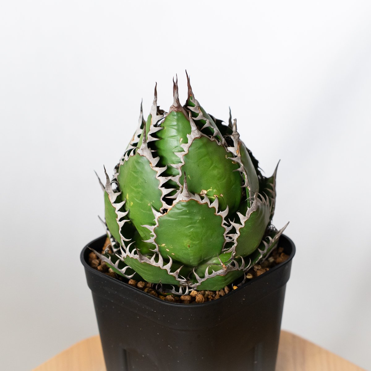 アガベ ホリダ 美株 OC株 Agave horrida 多肉植物 珍奇植物 静岡 ANTID