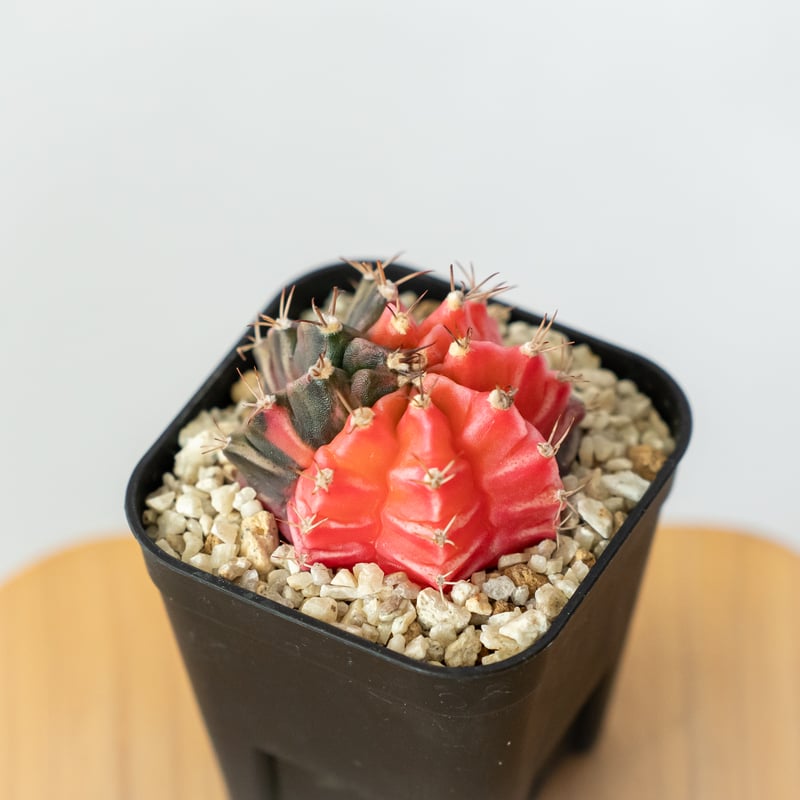 多肉植物　ギムノカリキウム　ミハノビッチ錦　発根済み ギムノカリキウム ミハノビッチ 実生【発根管理中】緋牡丹錦