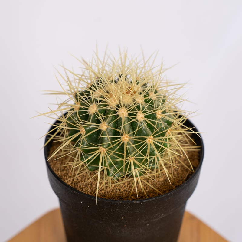 エキノカクタス 金鯱 実生 Golden ball cactus サボテン 多肉植物 珍奇