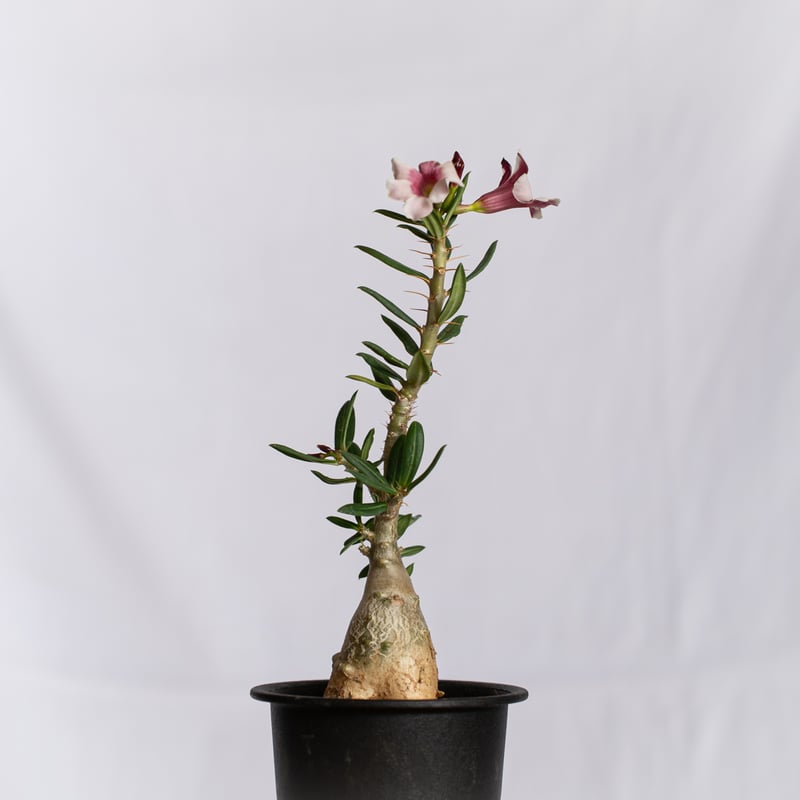 パキポディウム ビスピノーサム 実生 Pachypodium bispinosum 塊根植物