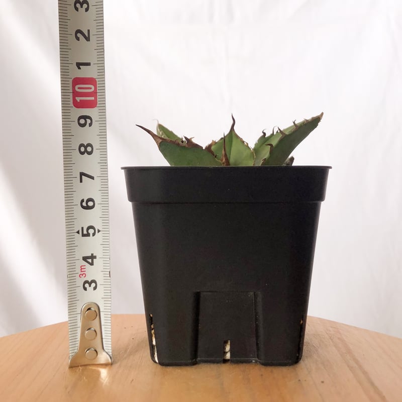 アガベ チタノタ 白犀牛 シロサイ【発根管理中】TC株 Agave