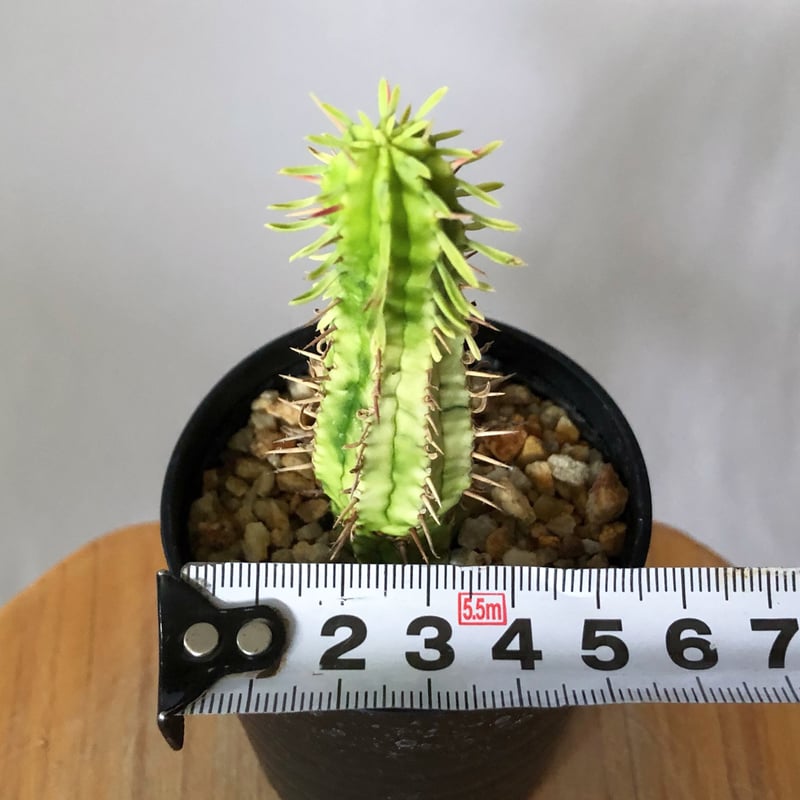 ユーフォルビア 紅彩閣錦 エノプラ 斑入り 実生 Euphorbia enopla 塊根